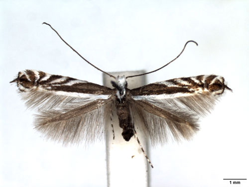 /filer/webapps/moths_gc/media/images/K/kolariella_Micrurapteryx_A_WJDP.jpg