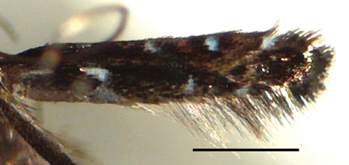 /filer/webapps/moths_gc/media/images/K/kolea_Philodora_SK631_BPBM.jpg
