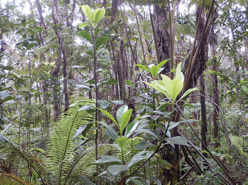 /filer/webapps/moths_gc/media/images/K/kolea_Philodoria_Habitat_Kobayashi-etal_2018_133.jpg