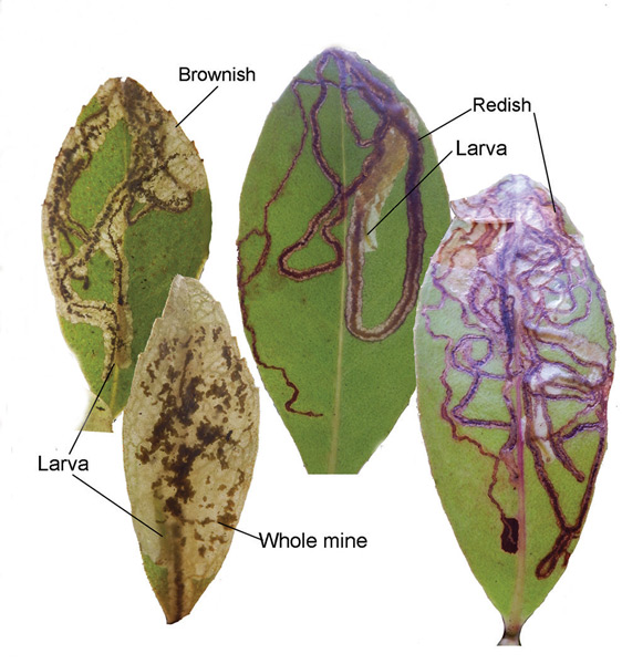 /filer/webapps/moths_gc/media/images/K/kolea_Philodoria_Mine_Kobayashi-etal_2018_135.jpg