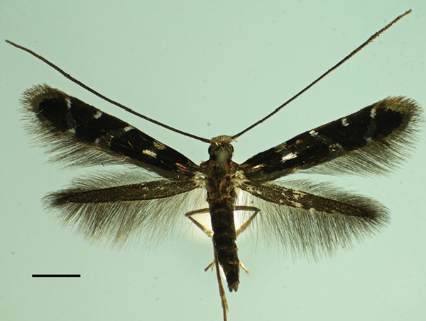 /filer/webapps/moths_gc/media/images/K/kolea_Philodoria_PT_BPBM.jpg