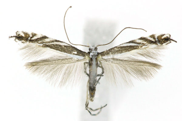 /filer/webapps/moths_gc/media/images/K/kollaratiella_Caloptilia_A_Buhl-et-al_2019_4.jpg