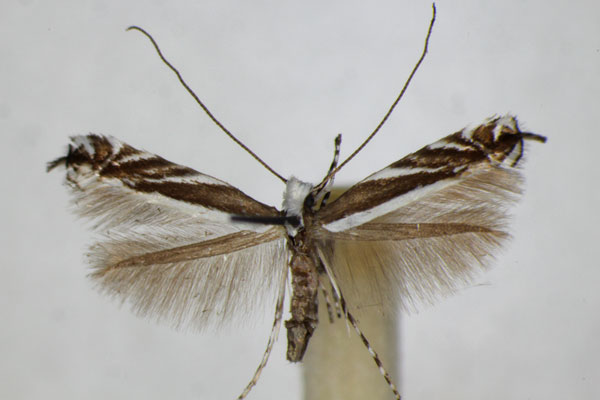 /filer/webapps/moths_gc/media/images/K/kollariella_Micrurapteryx_A_ZSM.jpg