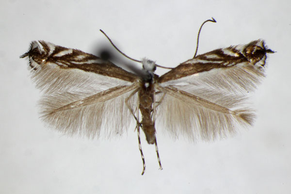 /filer/webapps/moths_gc/media/images/K/kollariella_Micrurapteryx_A_ZSM_2.jpg
