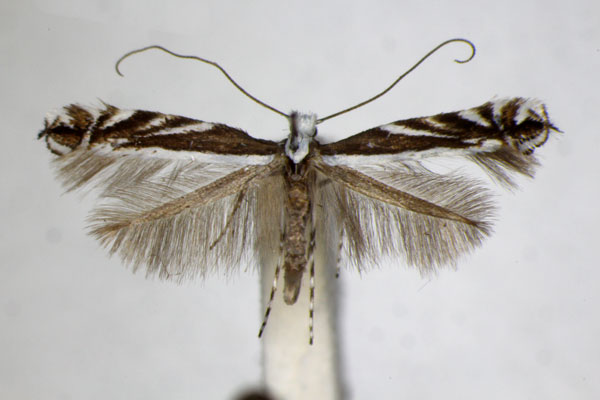 /filer/webapps/moths_gc/media/images/K/kollariella_Micrurapteryx_A_ZSM_3.jpg