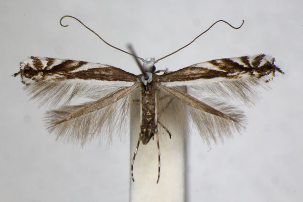 /filer/webapps/moths_gc/media/images/K/kollariella_Micrurapteryx_A_ZSM_4.jpg