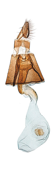 /filer/webapps/moths_gc/media/images/K/kollariella_Micrurapteryx_GF_Kirichenko-et-al_2016_121_47.jpg