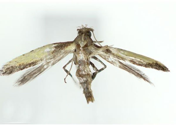 /filer/webapps/moths_gc/media/images/K/koreana_Caloptilia_HT_Kim-etal_2022_3.jpg