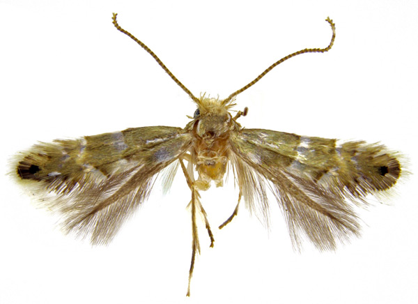 /filer/webapps/moths_gc/media/images/K/koreana_Phyllonorycter_A_Kim-et-Byun_2017_1379.jpg
