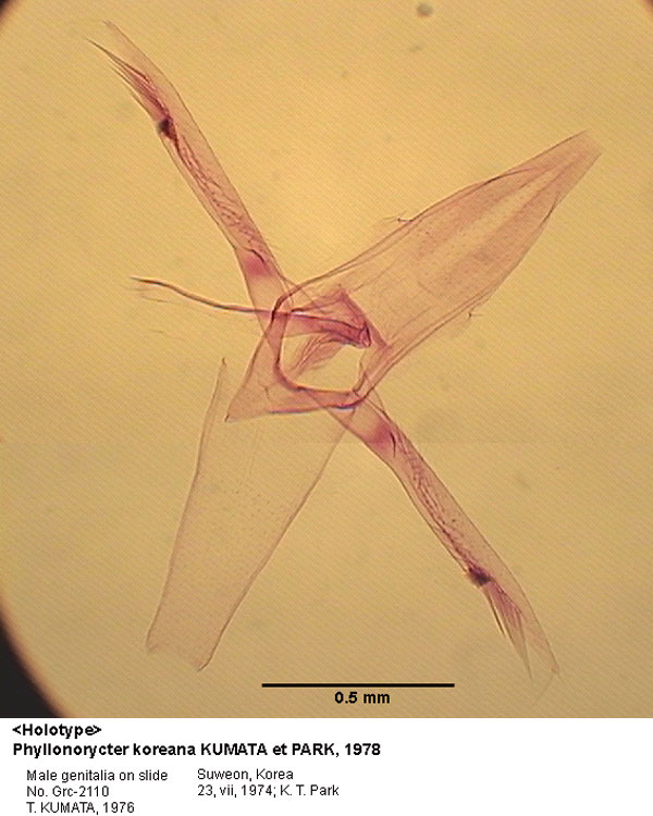 /filer/webapps/moths_gc/media/images/K/koreana_Phyllonorycter_GM_HT_2110_EIHU.jpg