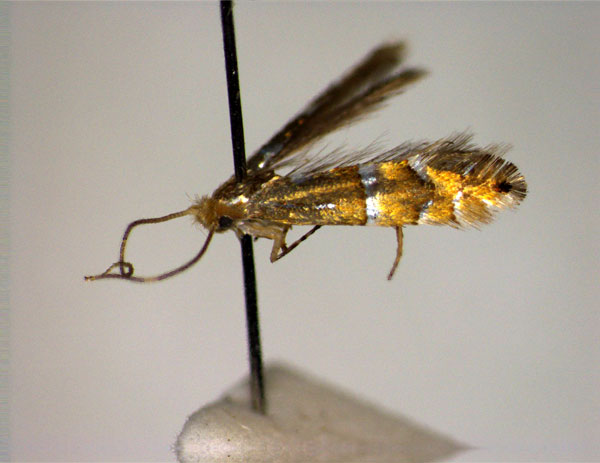 /filer/webapps/moths_gc/media/images/K/koreana_Phyllonorycter_HT_EIHU.jpg
