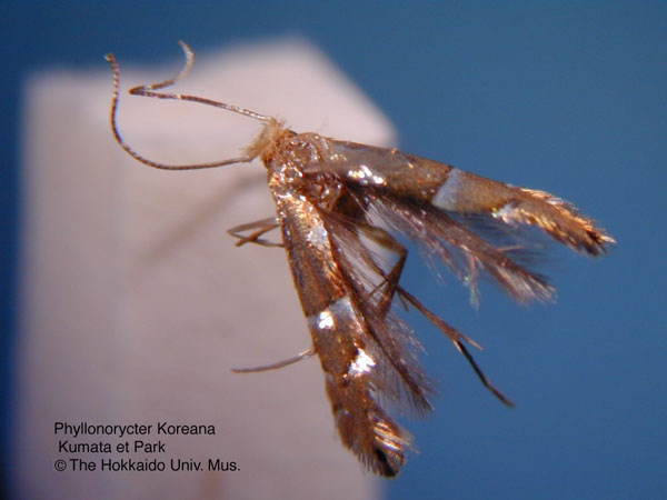 /filer/webapps/moths_gc/media/images/K/koreana_Phyllonorycter_HT_EIHU_2.jpg