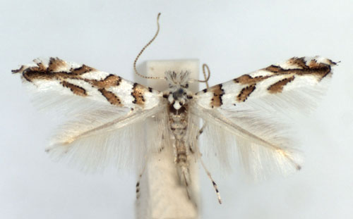 /filer/webapps/moths_gc/media/images/K/kuhlweiniella_Phyllonorycter_A_WJDP.jpg