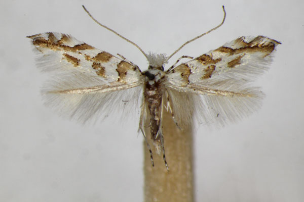 /filer/webapps/moths_gc/media/images/K/kuhlweiniella_hortella_Phyllonorycter_A_ZSM.jpg