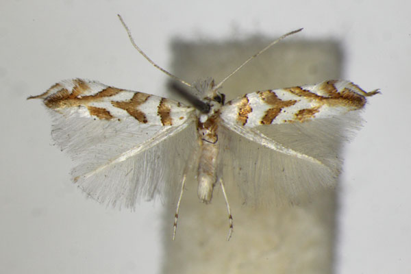 /filer/webapps/moths_gc/media/images/K/kuhlweiniella_hortella_Phyllonorycter_A_ZSM_2.jpg