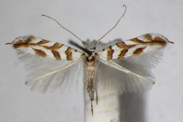 /filer/webapps/moths_gc/media/images/K/kuhlweiniella_saportella_Phyllonorycter_A_ZSM_2.jpg