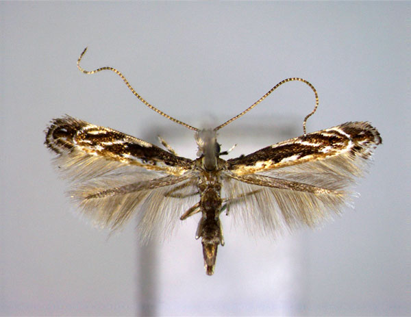 /filer/webapps/moths_gc/media/images/K/kumatai_Liocrobyla_A_EIHU.jpg