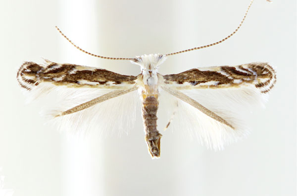 /filer/webapps/moths_gc/media/images/K/kumatai_Liocrobyla_F_Kim_etal_2023.jpg