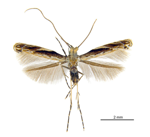 /filer/webapps/moths_gc/media/images/K/kuranda_Liocrobyla_HT_ANIC.jpg