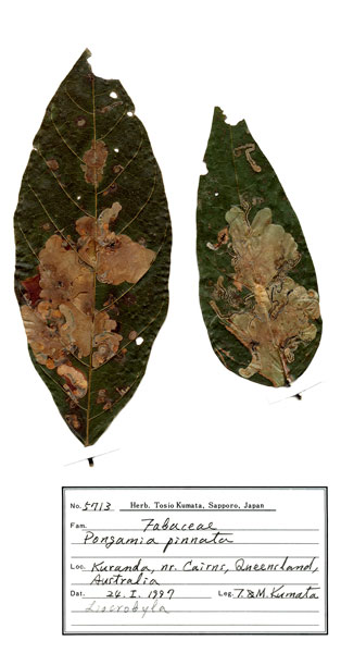 /filer/webapps/moths_gc/media/images/K/kuranda_Liocrobyla_HT_host-plant_ANIC.jpg