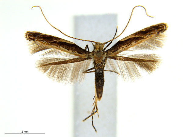 /filer/webapps/moths_gc/media/images/K/kuranda_Liocrobyla_PT1_ANIC.jpg