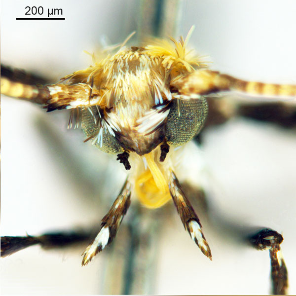 /filer/webapps/moths_gc/media/images/K/kuranda_Liocrobyla_PT1_head1_ANIC.jpg