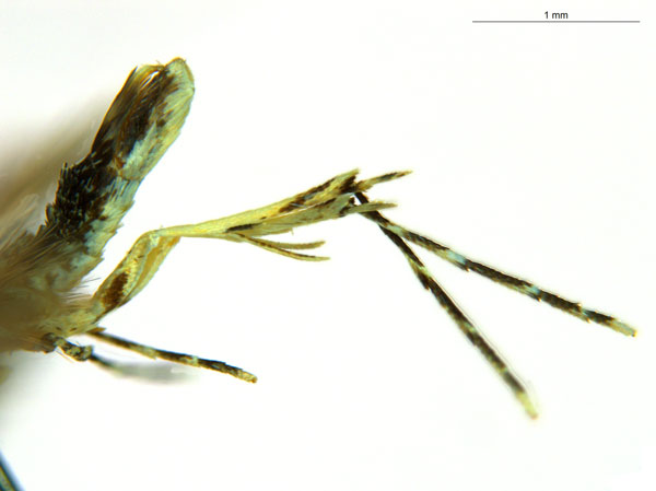 /filer/webapps/moths_gc/media/images/K/kuranda_Liocrobyla_PT1_legs_ANIC.jpg