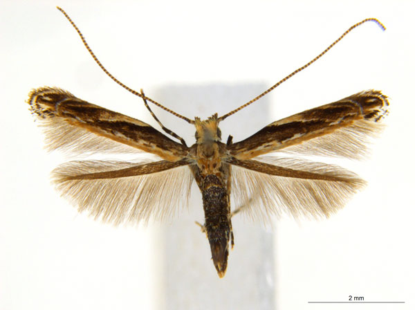 /filer/webapps/moths_gc/media/images/K/kuranda_Liocrobyla_PT4_ANIC.jpg