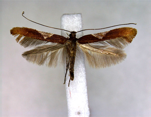 /filer/webapps/moths_gc/media/images/K/kurokoi_Caloptilia_A_EIHU.jpg