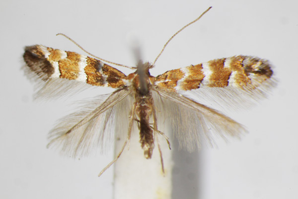 /filer/webapps/moths_gc/media/images/K/kurokoi_Phyllonorycter_A_ZSM.jpg
