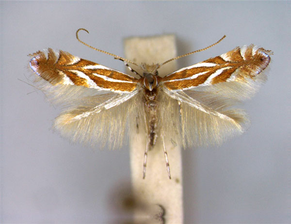 /filer/webapps/moths_gc/media/images/K/kusdasi_Phyllonorycter_A_EIHU.jpg