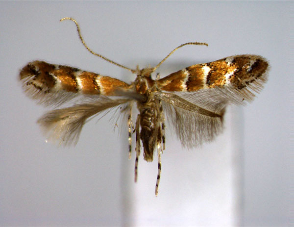 /filer/webapps/moths_gc/media/images/K/kuznetzovi_Cameraria_A_EIHU_2.jpg