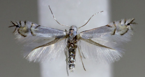 /filer/webapps/moths_gc/media/images/L/labyrinthella_Phyllocnistis_A_Hellers_2017_142.jpg