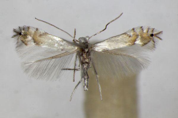 /filer/webapps/moths_gc/media/images/L/labyrinthella_Phyllocnistis_A_ZSM.jpg