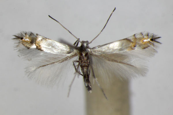 /filer/webapps/moths_gc/media/images/L/labyrinthella_Phyllocnistis_A_ZSM_2.jpg