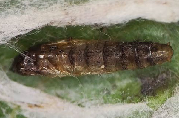 /filer/webapps/moths_gc/media/images/L/labyrinthella_Phyllocnistis_pupa_Kirichenko_-etal_2025_16c.jpg