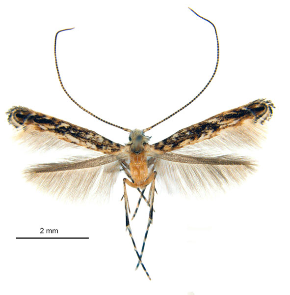/filer/webapps/moths_gc/media/images/L/labyrinthica_Stomphastis_AF1_DePrins-etal_2025_256.jpg