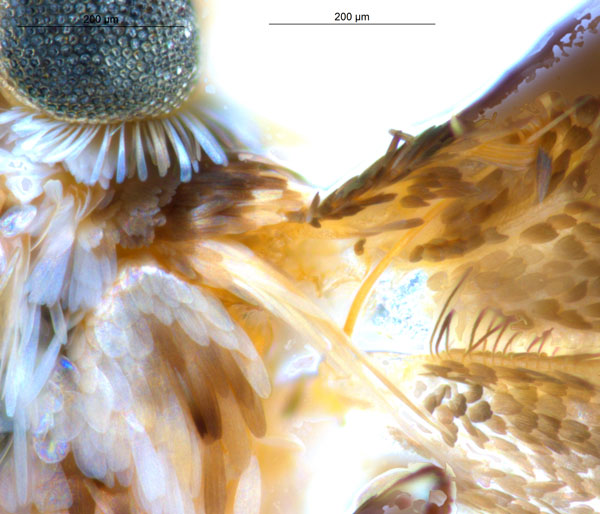 /filer/webapps/moths_gc/media/images/L/labyrinthica_Stomphastis_AF1_frenulumLef_ANIC.jpg