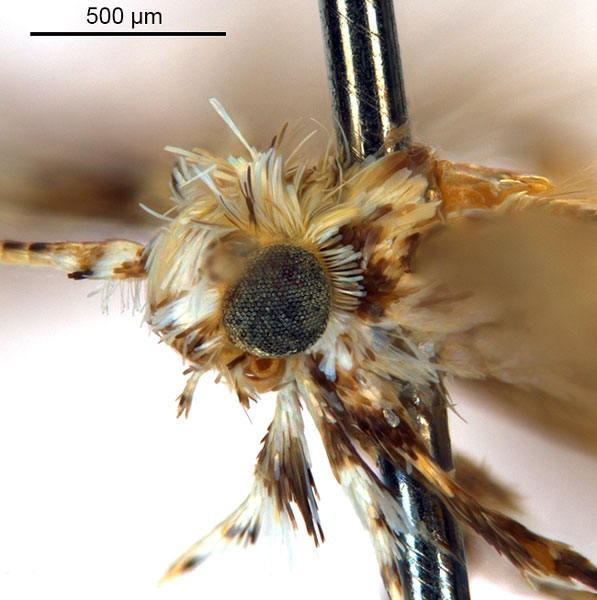 /filer/webapps/moths_gc/media/images/L/labyrinthica_Stomphastis_AF1_head2_DePrins-etal_2025_256-_8ASw93V.jpg