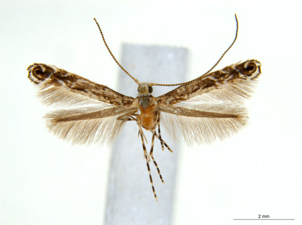 /filer/webapps/moths_gc/media/images/L/labyrinthica_Stomphastis_AF2_ANIC.jpg