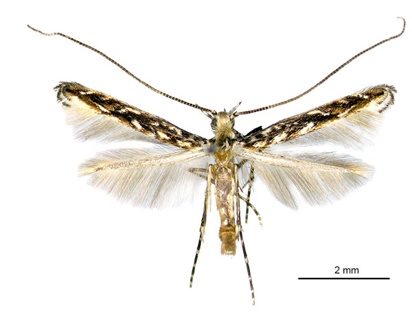 /filer/webapps/moths_gc/media/images/L/labyrinthica_Stomphastis_AM_Japan.jpg
