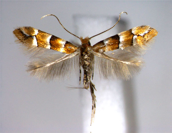 /filer/webapps/moths_gc/media/images/L/laciniatae_Phyllonorycter_A_EIHU.jpg
