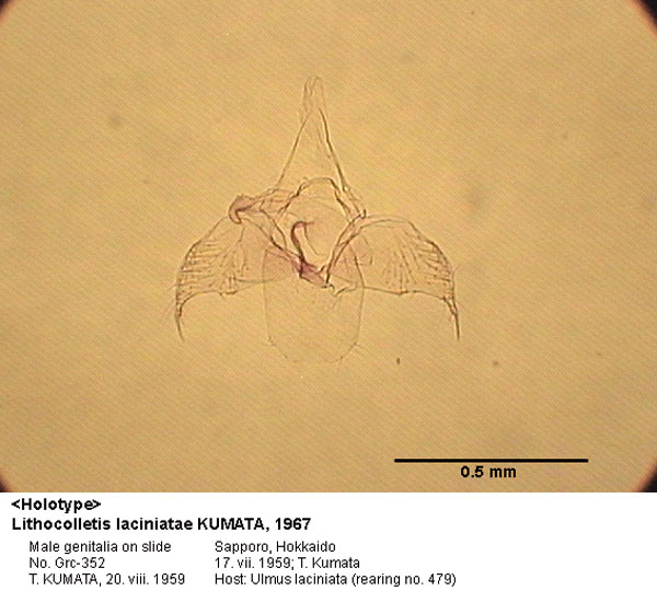 /filer/webapps/moths_gc/media/images/L/laciniatae_Phyllonorycter_GM_HT_352_EIHU.jpg
