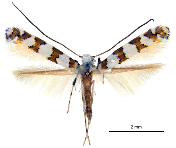 /filer/webapps/moths_gc/media/images/L/lambertiae_Gibbovalva_HT_De-Prins-etal_2025_270.jpg