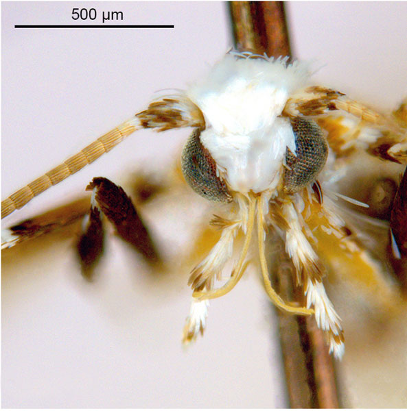 /filer/webapps/moths_gc/media/images/L/lambertiae_Gibbovalva_HT_head1_De-Prins-etal_2025_270.jpg