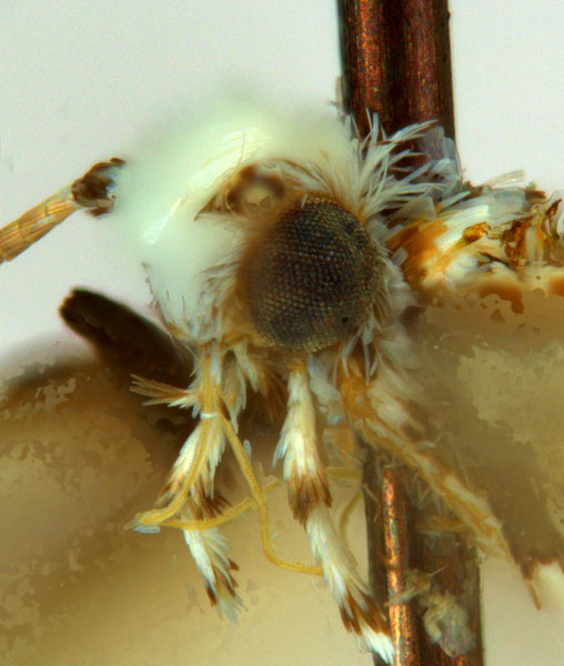 /filer/webapps/moths_gc/media/images/L/lambertiae_Gibbovalva_HT_head2_De-Prins-etal_2025_270.jpg