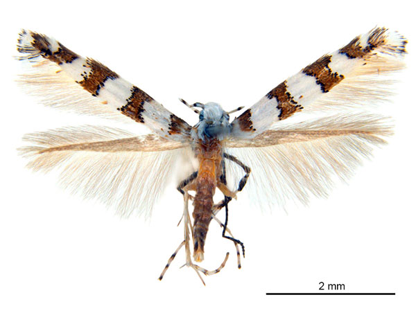 /filer/webapps/moths_gc/media/images/L/lambertiae_Gibbovalva_PT_De-Prins-etal_2025_270.jpg
