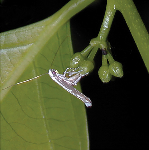 /filer/webapps/moths_gc/media/images/L/lanceolatella_Epicephala_A_Kawakita-et-Kato_2016_106.jpg