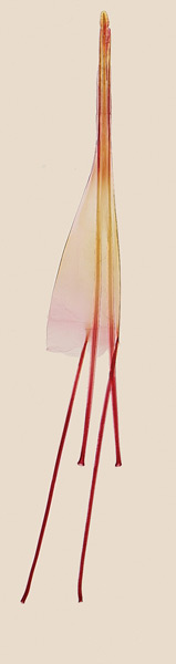 /filer/webapps/moths_gc/media/images/L/lanceolatella_Epicephala_GF_Kawakita-et-Kato_2016_100.jpg