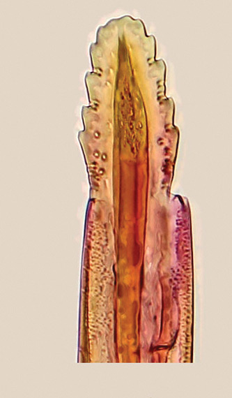 /filer/webapps/moths_gc/media/images/L/lanceolatella_Epicephala_GF_Kawakita-et-Kato_2016_102.jpg